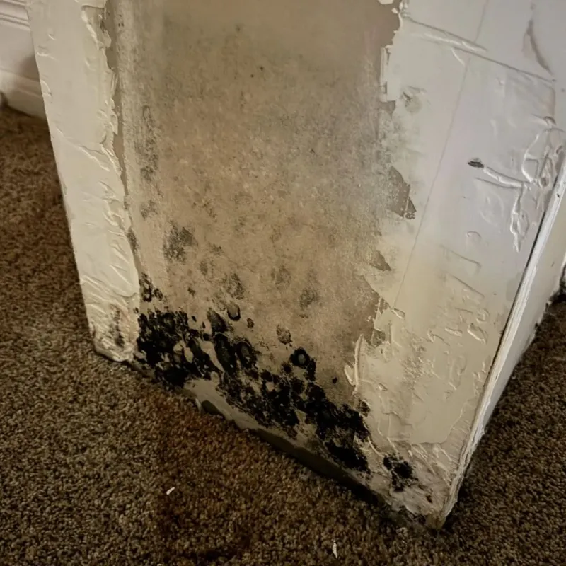 Professional Mold Removal in Crosby, ND